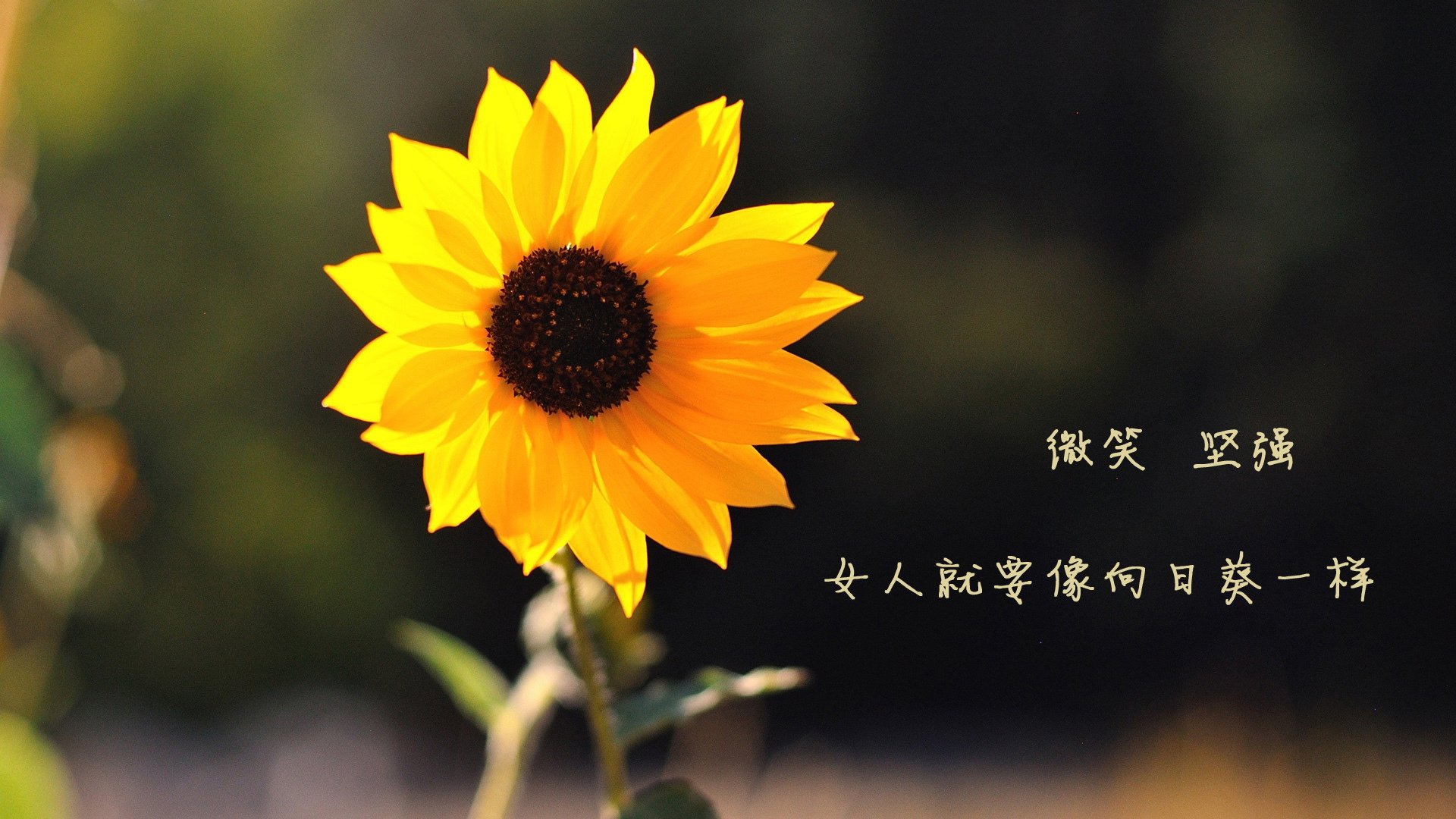 马刺炼金术，当布伦森在风城之巅念动篮球圣经