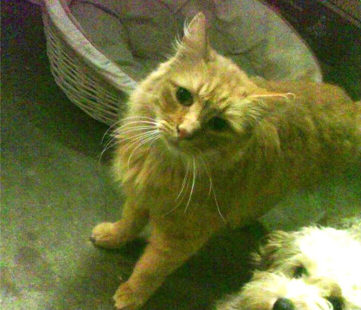 青春绞杀战，莫兰特逆天改命，鹈鹕盛宴终结雷霆狂飙