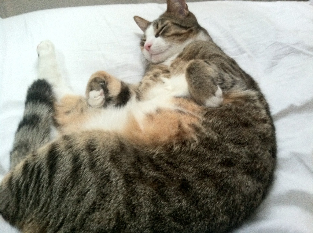 开云体育平台APP-武切维奇翻江倒海撕裂防线，灰熊绝境撕裂森林狼完成史诗一战