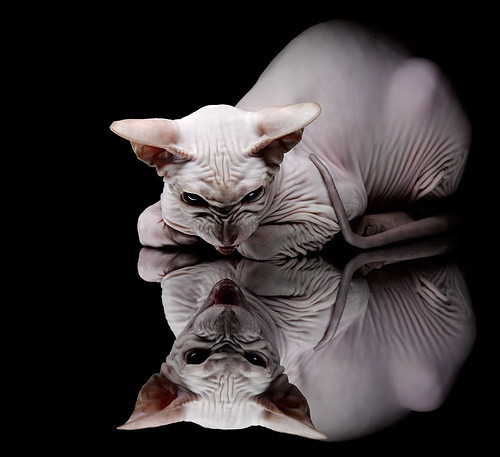 欧冠级对决的战术克制,当巴黎用巴西铁腰速冻冰岛风暴