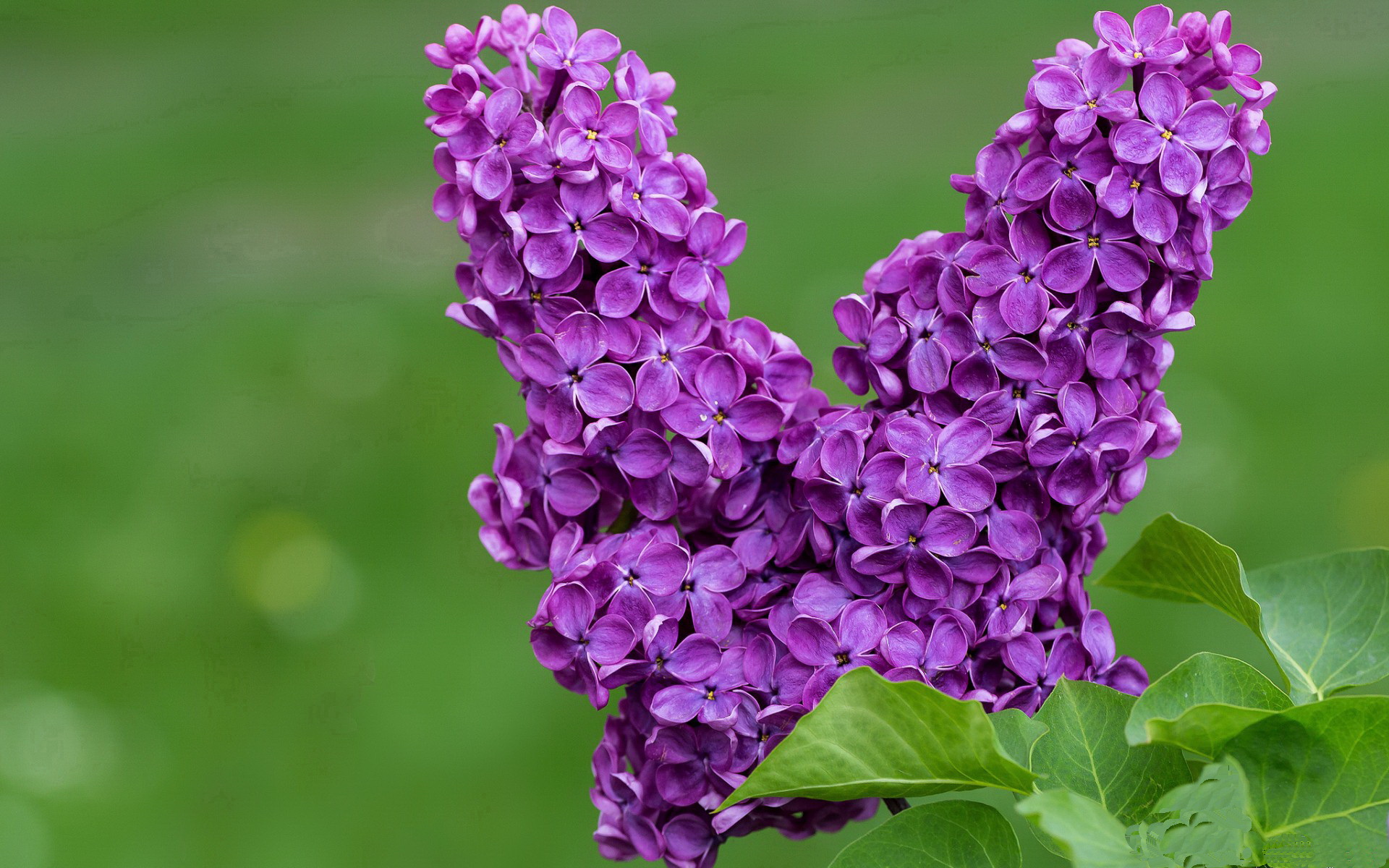 双中场铁闸,贝蒂斯以反意大利足球的方式,让拉齐奥尝到了战术压制的苦果