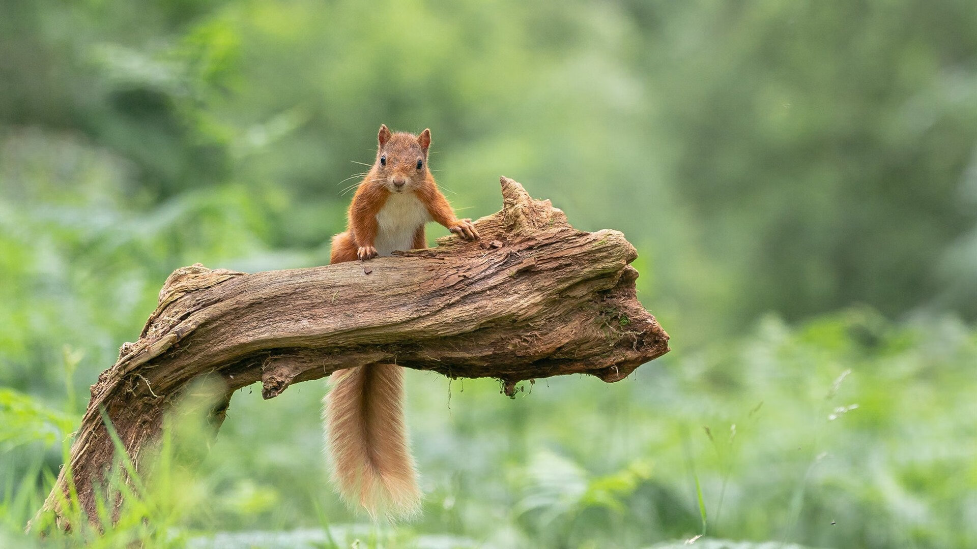 破碎预言，当钢铁蓝狮降临佛罗伦萨，金色城墙于德甲加冕