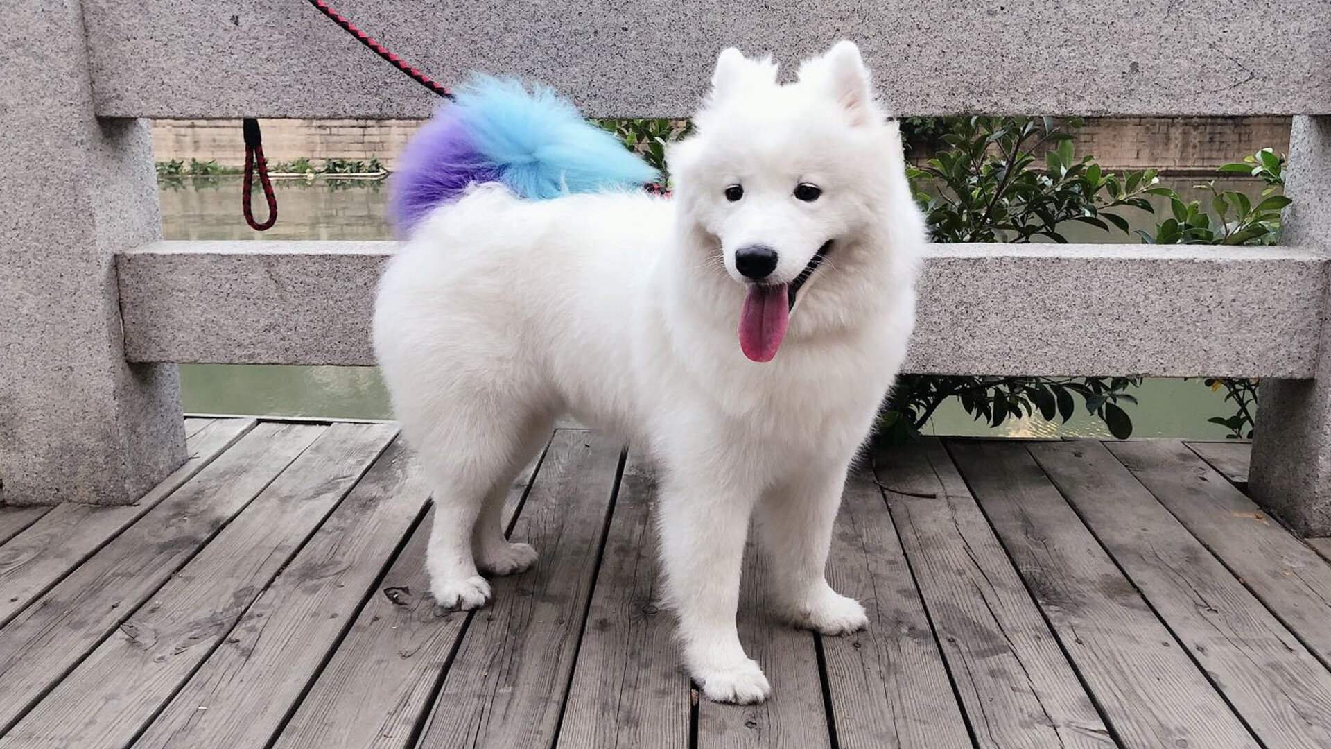 莫兰特狂轰统治级数据,奇才跨洋对决深圳队引爆篮球盛宴