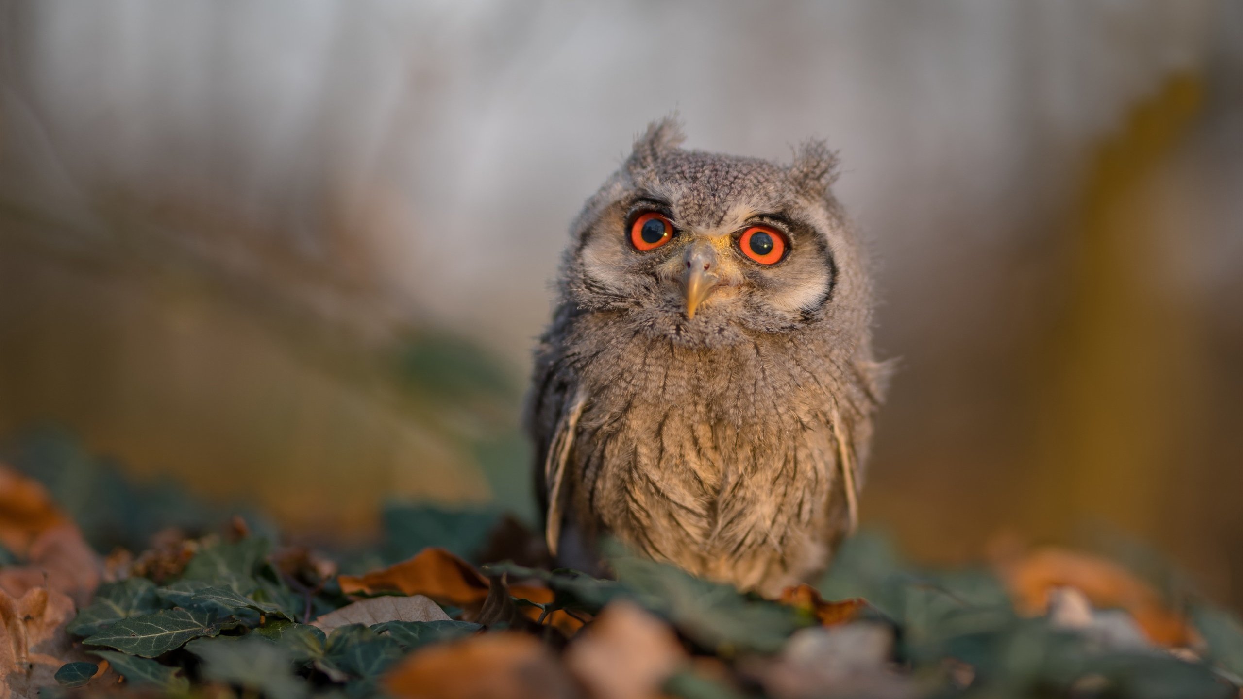 冰火之歌，克莱·汤普森与一场改写命运的伟大逆转