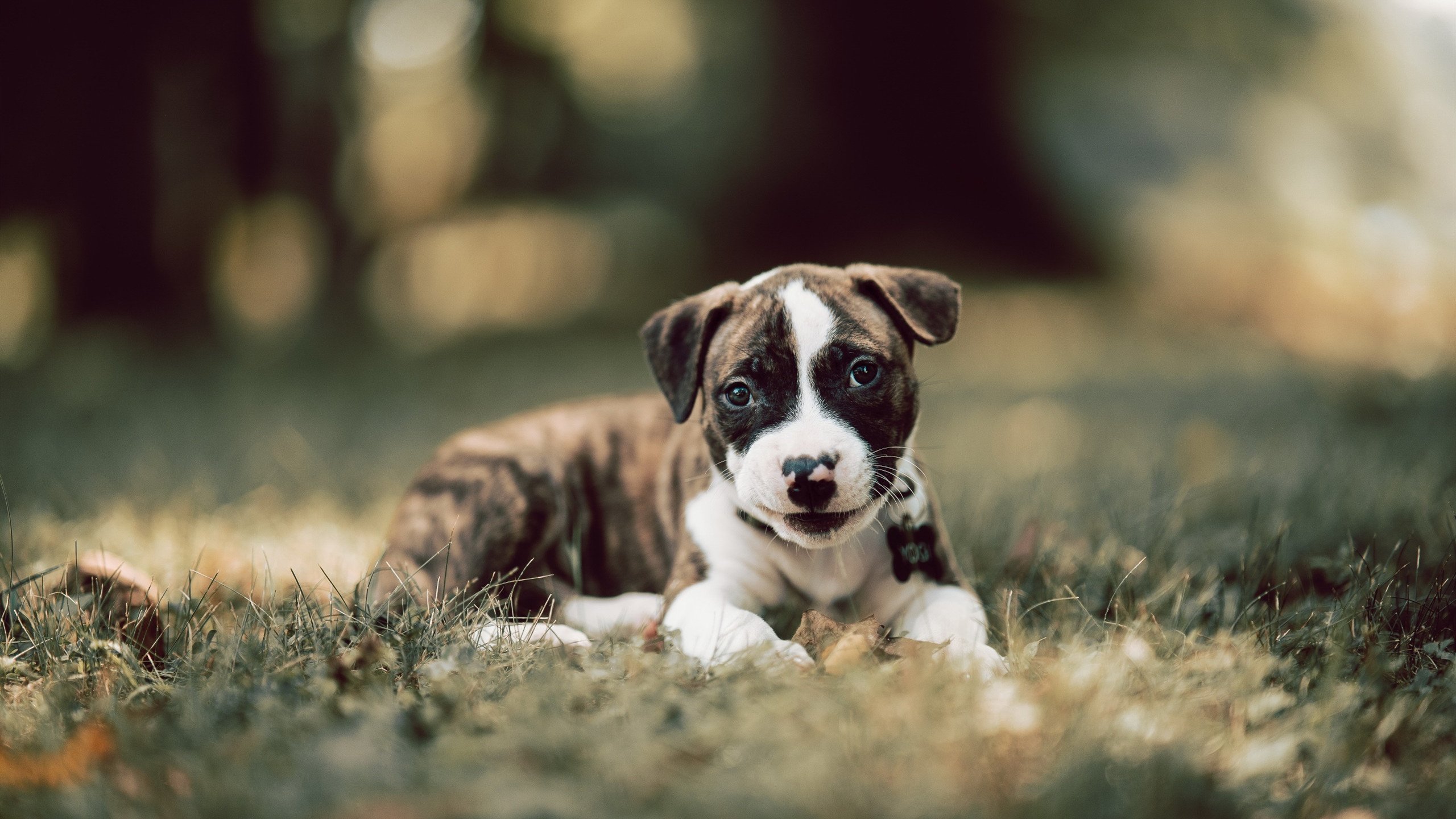 冰与火之歌，凯塞多终场绝杀，奥地利压哨突围送美国回家