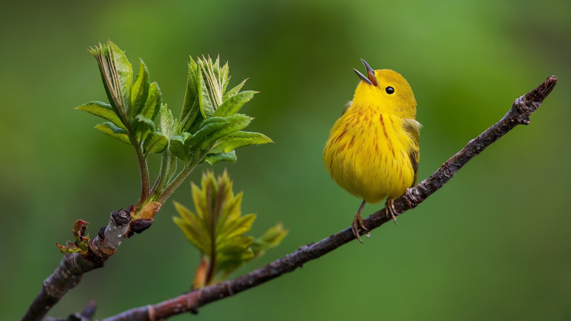 跨界光芒,弗拉霍维奇如何点亮F1年度争冠之夜