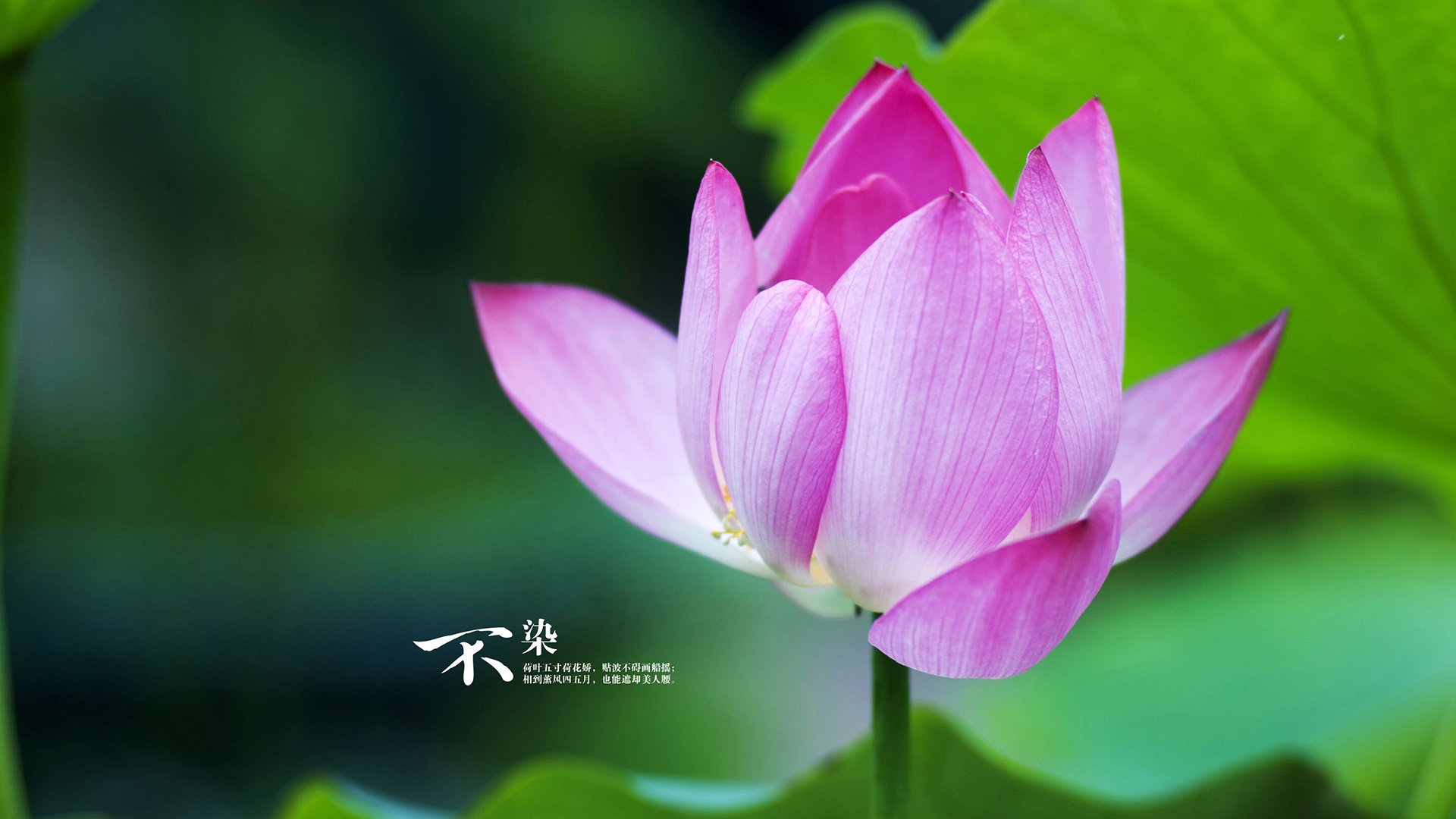 球场征服者，莫兰特的无解之道与辽宁队的强势收割