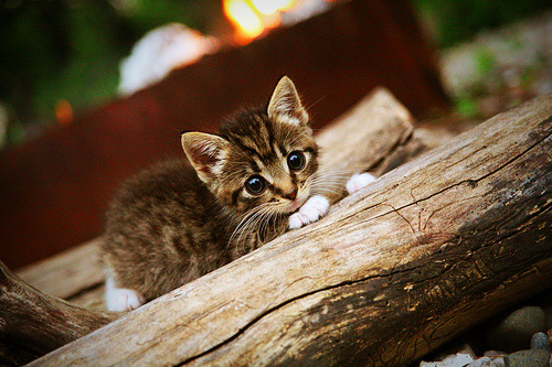 魔术破咒,死神归位,杜兰特在年度焦点之战接管比赛